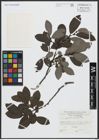 Foto von Salix appendiculata Vill.